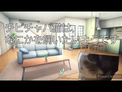 チピチャパ猫は、なにかを飼いたいようです