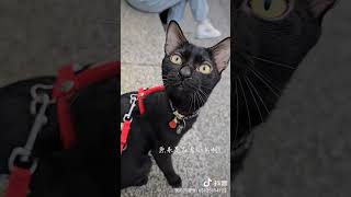 #cat #猫 #中山站 #赤峰街 #毛孩 #黑貓