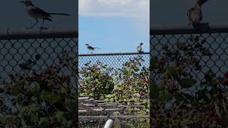 Garden TV Northern Mockingbird