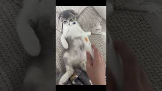 냥팔자가 상팔자 #스코티쉬폴드 #고양이 #cat #catlover #집사