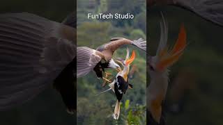 An Eagle and a Hornbill bird of paradise fighting in the sky #usa #animals #wildlife #viralvideo