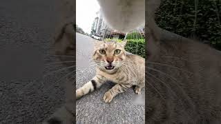猫同士の喧嘩が怖すぎたwww #shorts #猫 #喧嘩