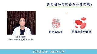 《没有蛋白质就没有生命》系列 040：健康的红血球离不开蛋白质