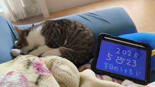 日めくり猫 2025.5.23（金）