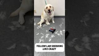 @refuresh brush worked well on Scout the Lab 😃 #labrador #labradorretriever #yellowlab #lab