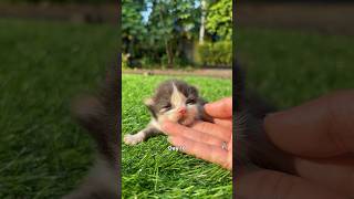 Timelapse Cat 1 month.. kitten to adult cat 😍 #cat #timelapse #timelapsecat #cutecat #catlovers