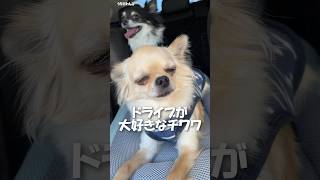 ドライブが大好きなチワワ【うちのわんこ】 #shorts #うちのわんこ #チワワ