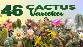 46 AMAZING CACTUS PLANT VARIETIES WITH THEIR NAMES