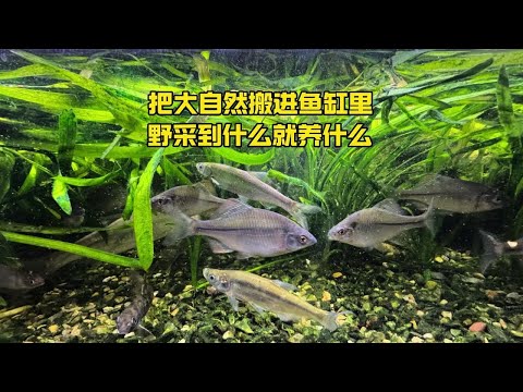 把大自然搬进鱼缸里，野采到什么鱼就养什么 #溪流缸#原生缸