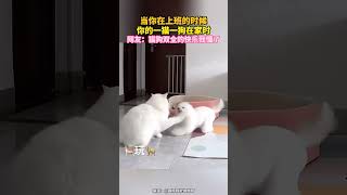 当你在上班的时候，你的一猫一狗在家时。网友：猫狗双全的快乐我懂了