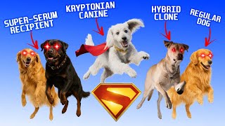 Krypto the Super-Dog: Every Live-Action Version Explained! (Superman 2025 Update)