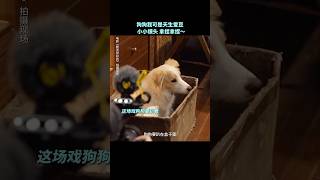 原来本汪天生就是演员#电影 《我会好好的》#狗狗 #電影