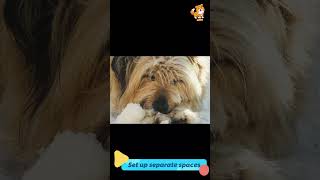 Set up separate space | S166 #cute #cutedog #dog #cute #dogs #viral #shorts #youtubeshorts #doglover