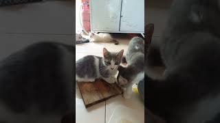 cat skdid si sis sisuw swjwk