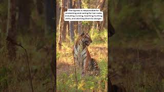 Mother’s Love | Tigeress #mother #callofthejungle #tigertales #tiger #nature #wildlife #safari
