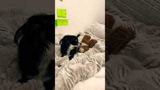 Our other spoiled BBD #doglover #shortvideo