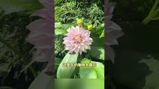 来认识一下这些花#科普 #科普長知識 #科普知识 #知识 #知识分享 #植物 #养花小知识 #花 #百科知识 #百科 #百科密码 #儿童教育 #幼教 #学习