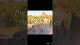 Lion hunt analysis#lion hunts# lion edit #lionslife #lion