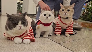 Cute Cats Spend a Festive Day in the Big City 🎄@LorettaBritishCat