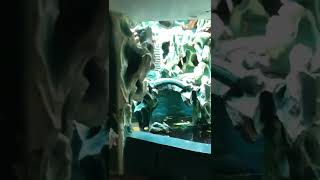 MESTERYOSONG KWEBA||HAW PAR VILLA #shorts #cave