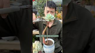 Succulent Plants for Beginners: Essential Care Secrets You NEED to Know | 다육이 | 多肉植物
