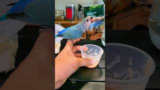 A day in the life of a parrot owner with an unweaned lovebird #pet #birds #parrots #lovebirds