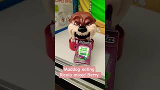 maddog eating Ricola mixed Berry asmr satisfying #viralvideo# youtubeshorts#shorts#trending