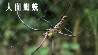 蘭潭生態篇-不要亂餵食野生動物不然就...  Don"t touch the wild animals otherwise...|猩巴達