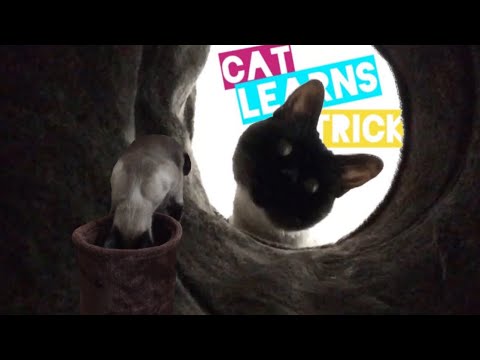 CAT LEARNS TRICK: how I taught him