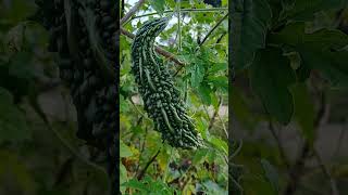 #vegetables #amleshnageshtiktokvideo #bittergourd #nature