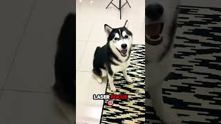 #shorts #huskylife #dogpranks #pethumor #funnydogs #dogsoftiktok #petchef #dogfood #animallogic