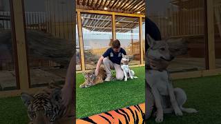 Tiger and Wolf Friendship