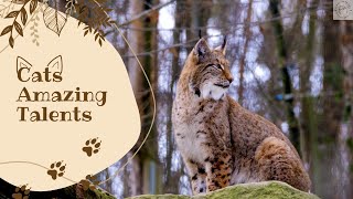 Cats Amazing Talents | Funny Cats and Kitties Stuffs #cat #catfacts #catvideos #catknowledge