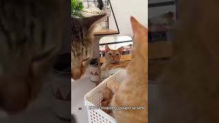 #fyp #funnycats #fyp #pogi #gingercat #fypchallenge