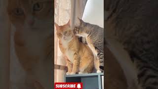 cat #cat #cats #shorts #usa #ustrending