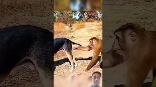 Bad Monkey 🐵 #funny #animals #viral #explore #monkey #badmonkey #music #shorts