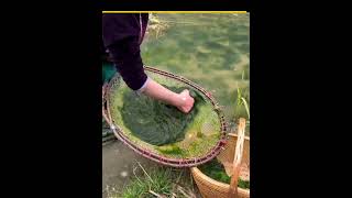 Weirdest 😱 Eating Papad in China || Amazing fact || #facts #amazingfact