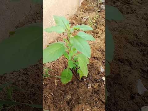 तुलसी #stisfyingvideo #gardenplants