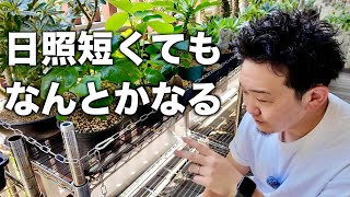 [Tuberous Root Plants] Introducing my outdoor growing environment
