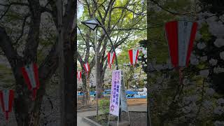 上野恩賜公園櫻花祭