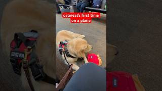 he brought his emotional support backpack toy 😭 #FlyingWithdog #ServiceDog #unitedairlines #shorts