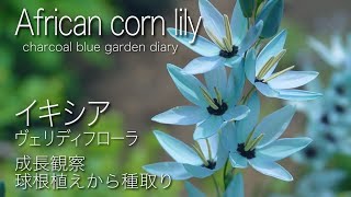 イキシア180日間成長観察！秋の球根植え！庭師のプライベートガーデン 庭づくり ガーデニング