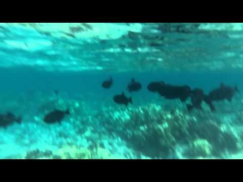 Kahaluu Kona Hawaii snorkling