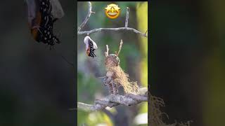 Great Tricks by artist #pubg #ytshort #freescript #freedomain #imranriazkhan #imrankhantoday