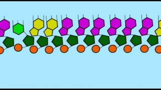 GENETICS2: THE RNA WORLD