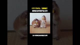 十万个为什么【植物篇】植物是怎样保护自己的?