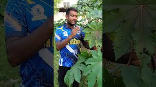এই গাছটির ক্ষতিকর দিকসমূহ জানতে ভিডিওটি অবশ্যই দেখুন #foryou #castoroil