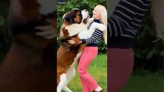 #funnypet   #goldenretriever #dog #smart #smartdog #goldenretreivers #puppy #stitch #cutedog