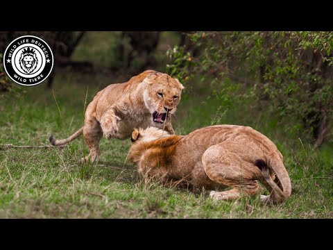 Queen of the Prairie: Battle of the Lionesses                        #wildlife | Wild Life Deutsch