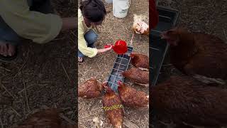 Affordable Poultry Feeder for Backyard Farming | Feed Ducks, Chickens & Geese Easily